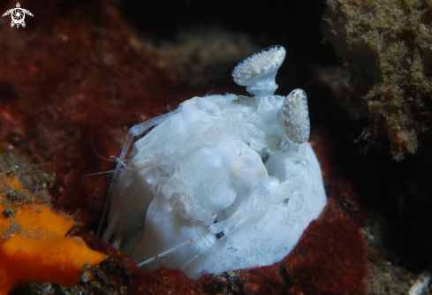 A Mantis Shrimp