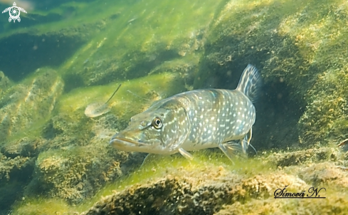 A pike