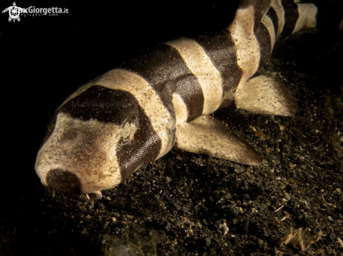 A jouvenile bamboo shark