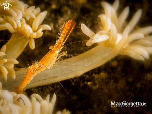 A Long Nose Rock Shrimp