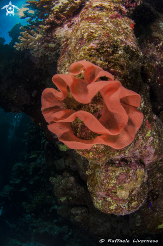 A spanish dancer eggs