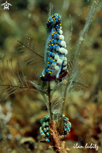 A Cuthona kanga | Nudibranch