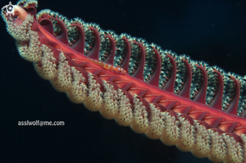 A Goby and Sea-feather