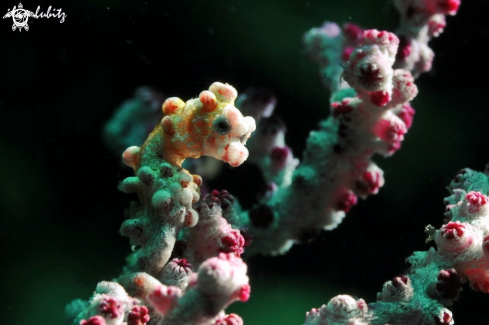 A pygmy sea horse