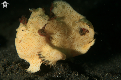 A frogfish