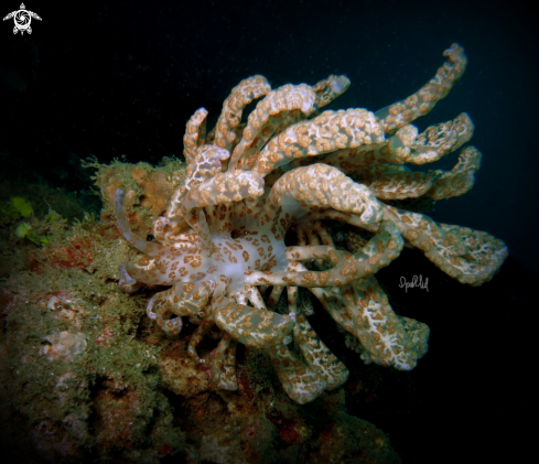 A Phyllodesmium longicirrum | The Solar powered Nudi 