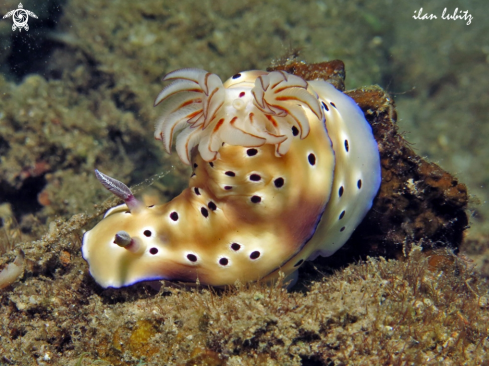 A Hypselodoris tryoni  | Nudibranch