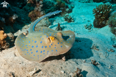 A Blue Spotted ray