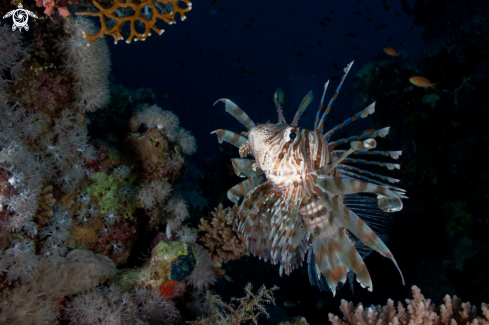 A Pterois volitans