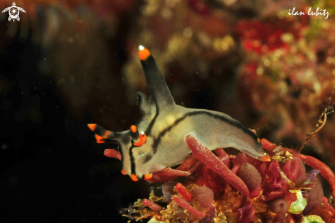 A Thecacera picta | sea slug