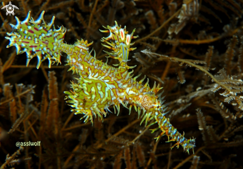 A pipe fish