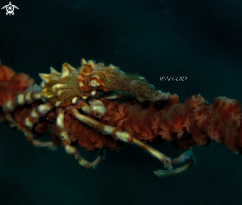 A Xenocarcinus conicus | Xeno crab