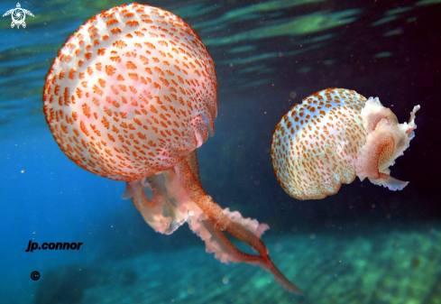 A Pelagia Noctiluca | Méduse pélagique