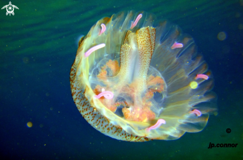 A Pelagia Noctiluca | Méduse pélagique