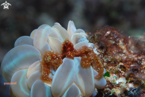 A Orang-utan crab