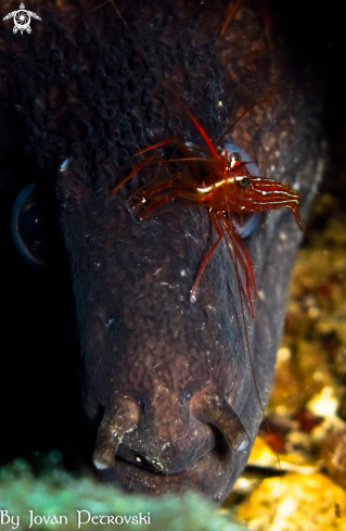 A Murena helaena | Murina / Moray_eel.