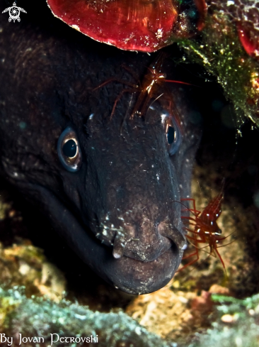 A Murina / Moray_eel.