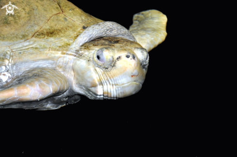 A Chelonia mydas | sea turtle