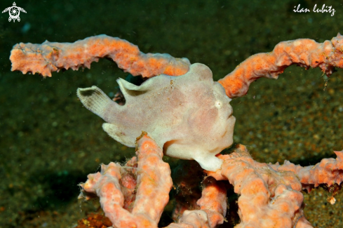 A frogfish