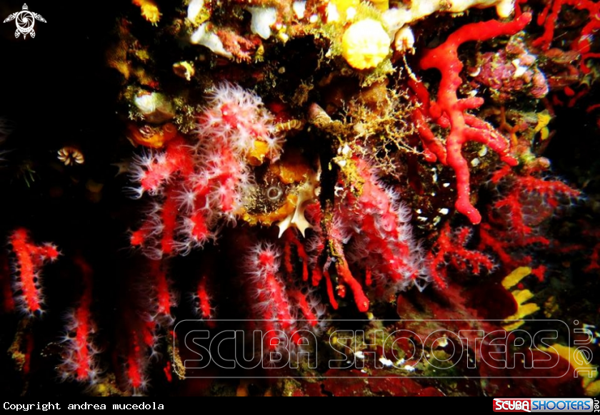 A corallo rosso 