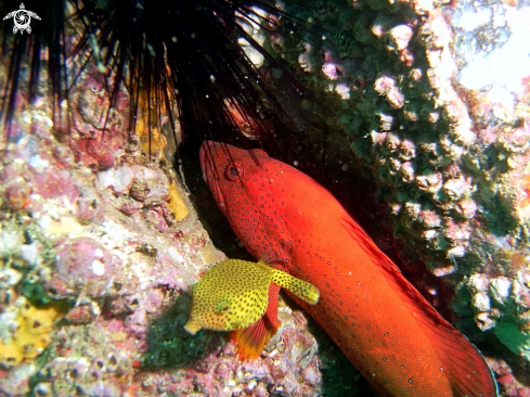 A Mycteroperca rubra ? | cernia rossa tropicale