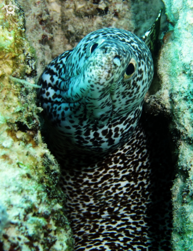 A spotted moray eel