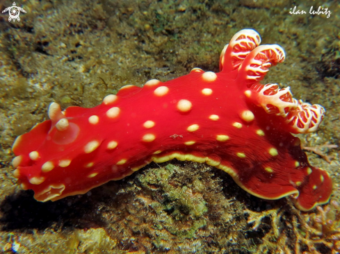 A Gymnodoris aurita | Nudibranch