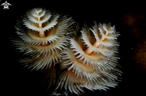 A Christmas tree worm