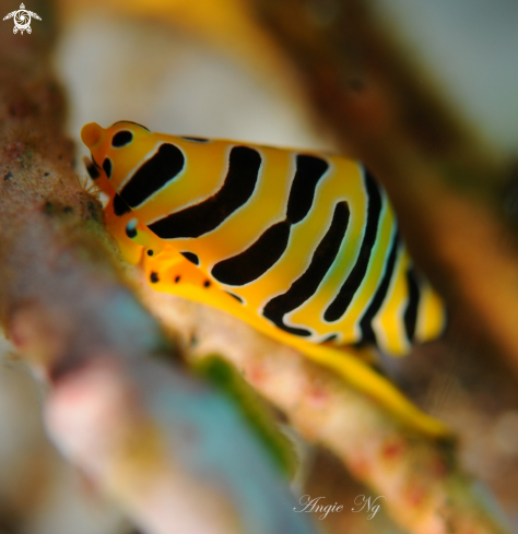 A Tiger Cowrie