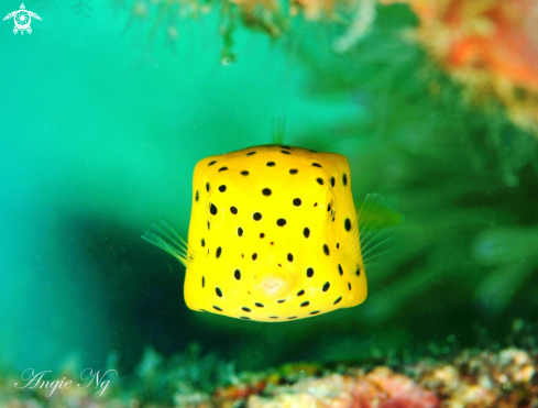 A Box Puffer fish