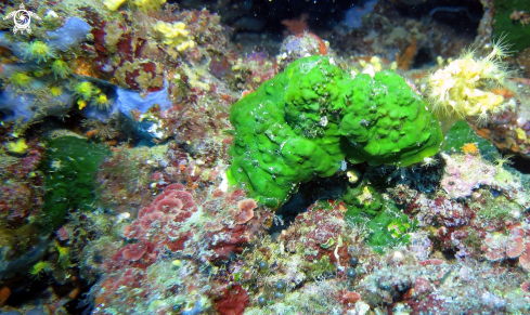 A Palmophillum crassum | alga verde velluto