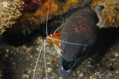A Cleaner Shrimp and Moray Eel