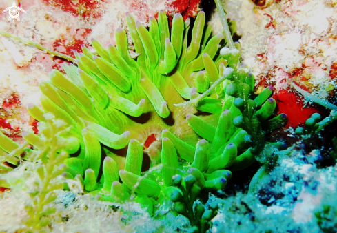 A Cribrinopsis crassa | anemone grosso