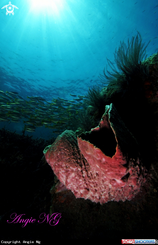 A Underwater Scene