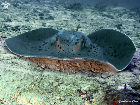 A Sting ray