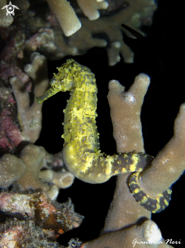 A Hippocampus guttulatus  | Hippocampus