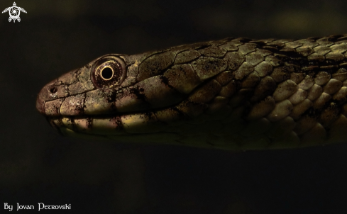 A Natrix tessellata | Vodena zmija Ribarica / Water snake - Dice snake.