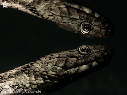 A Natrix tessellata | Vodena zmija Ribarica / Water snake - Dice snake.