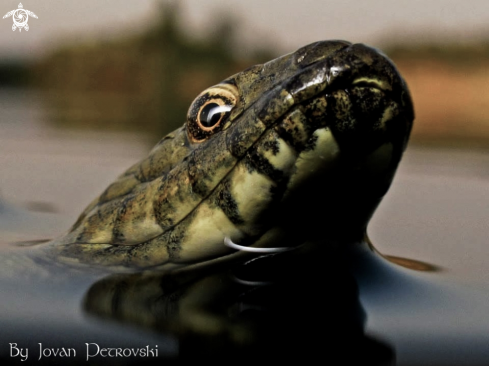 A  Vodena zmija Ribarica / Water snake Dice snake.