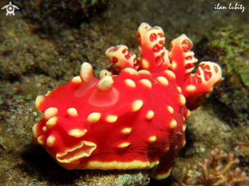 A Gymnodoris aurita | Nudibranch