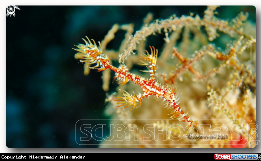 A Ornate Ghost Pipefish 
