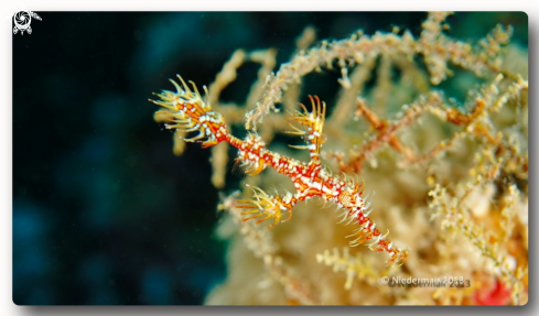 A Ornate Ghost Pipefish 