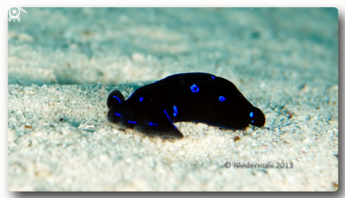 A Chelidonura livida  | Red Sea chelidonura 