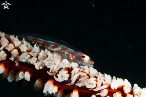 A Whip coral dwarf goby