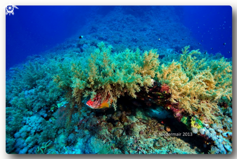 A Longjawed squirrelfish