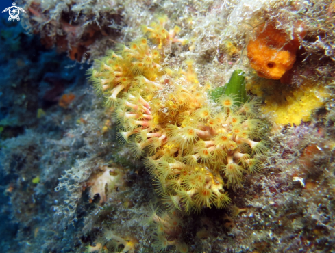 A Parazoanthus axinellae | margherite di mare