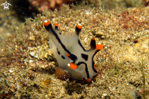 A Thecacera picta | Nudibranch