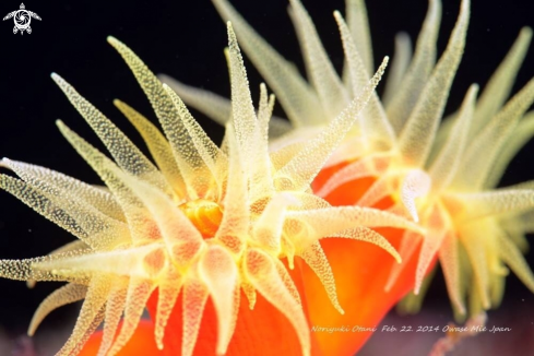 A Yellow coral