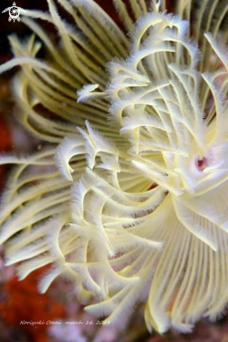 A Feather duster worm