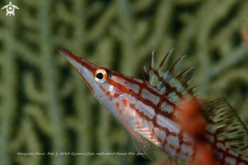 A Long nose hawk fish 